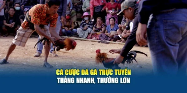 Cá Cược Đá Gà Trực Tuyến - Thắng Nhanh, Thưởng Lớn