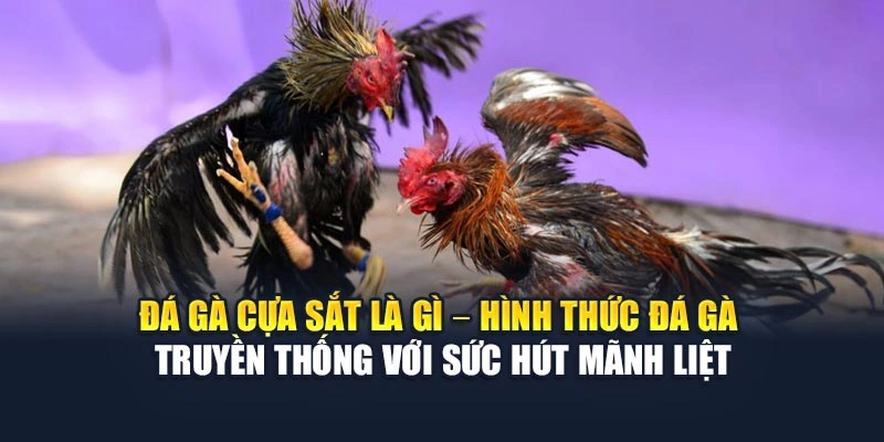 Đá gà cựa sắt là gì – hình thức đá gà truyền thống với sức hút mãnh liệt
