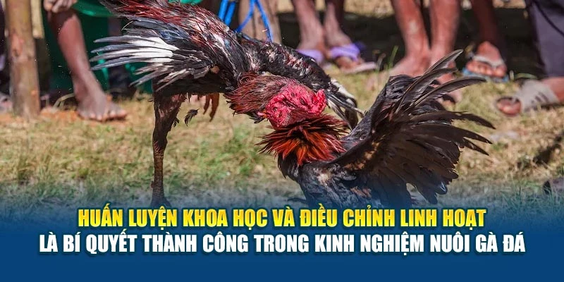Huấn luyện khoa học và điều chỉnh linh hoạt là bí quyết thành công trong kinh nghiệm nuôi gà đá