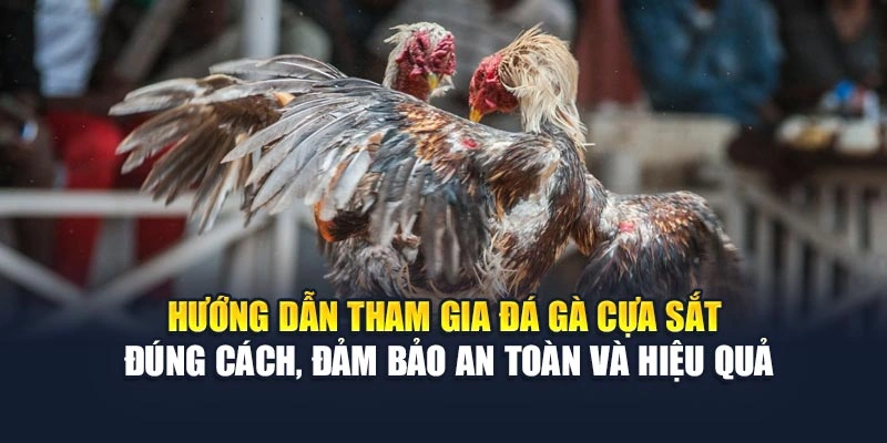 Hướng dẫn tham gia đá gà cựa sắt đúng cách, đảm bảo an toàn và hiệu quả