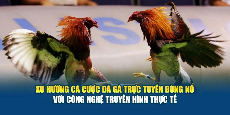 Xu hướng cá cược đá gà trực tuyến bùng nổ với công nghệ truyền hình thực tế